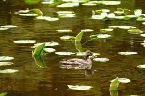 Photo: Female mallard duck among the lily pads in Lake Gertrude, AM725
