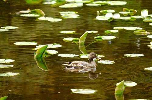 Mallard-Alutiiq Word of the Week