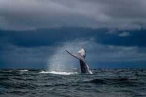 Photo courtesy of MegaMove A whale dives in its ocean habitat.