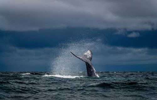 UAF research features in global marine megafauna study