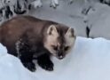 Marten visits are a glimpse into mystery