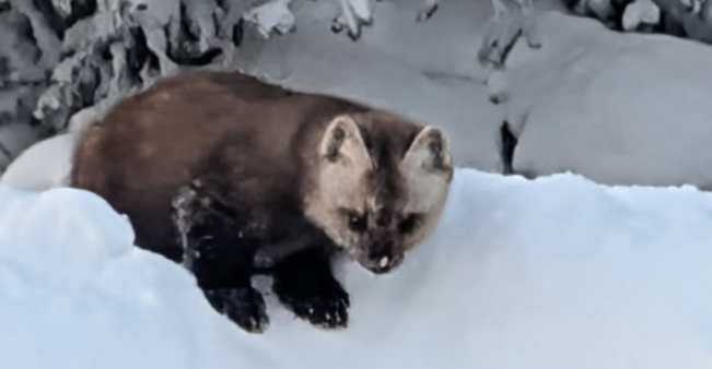Photo by Zane Nicholson. This marten visits a home on Ester Dome west of Fairbanks. Its feet are more than twice as large as an equal-size mink’s. Those big furry feet are possibly an adaptation for deep snow.