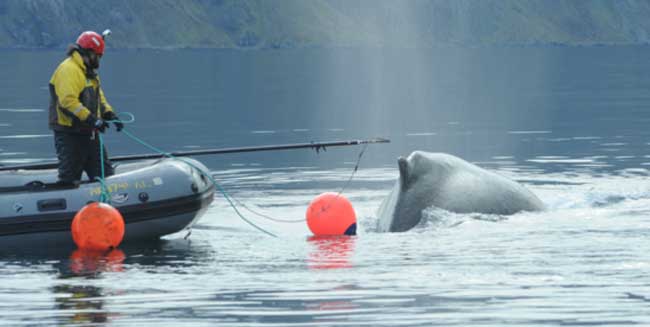 NOAA-Led Team Frees Entangled Whale near Dutch Harbor, Alaska