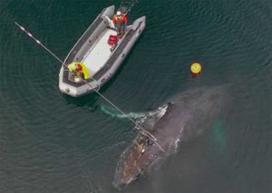 NOAA's John Moran cuts line entangling a whale. Andy Dietrick/ NOAA MMHSRP Permit #18786-03
