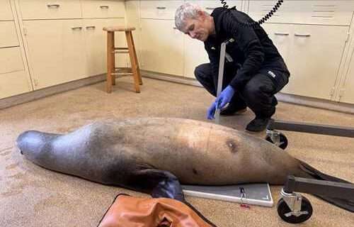 California Man Sentenced to 3 Years in Prison for Sea Lion Beating