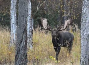 Moose featured in ADF&G video. Image-ADF&G
