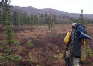 Bruno Grunau of Fairbanks hunts for moose in northern Alaska. Photo by Ned Rozell.