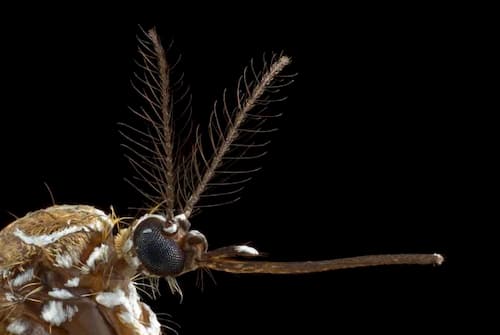 How Mosquitoes Smell Human Sweat(and new ways to stop them)