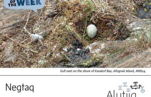 Nest-Alutiiq Word of the Week-May 8th