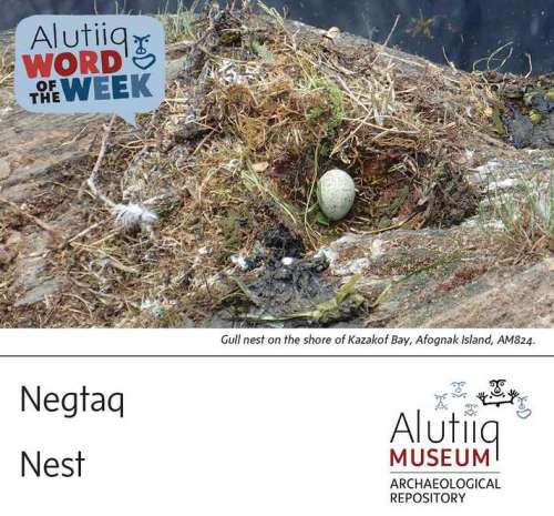 Nest-Alutiiq Word of the Week-May 8th