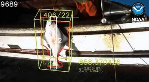 Developing Machine Vision to Collect More Timely Fisheries Data