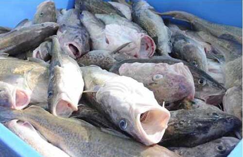 Rescinded Harvest Limits and Exclusivity for 2026 Aleutian Islands Pacific Cod Season Emergency Order