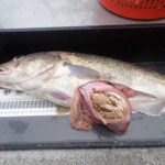 Cod vs. Crab: It’s Not Just Cod Abundance—Size Influences Predation on Crab The insides of this adult Pacific cod’s stomach show that it ate at least two crabs. Crabs are a common prey item for Pacific cod. Credit: NOAA Fisheries/Erin Fedewa