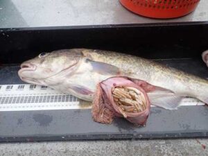 The insides of this adult Pacific cod’s stomach show that it ate at least two crabs. Crabs are a common prey item for Pacific cod. Credit: NOAA Fisheries/Erin Fedewa
