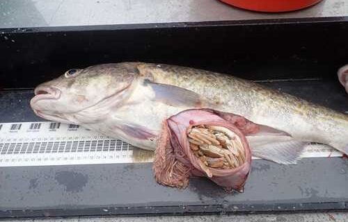Cod vs. Crab: It’s Not Just Cod Abundance—Size Influences Predation on Crab