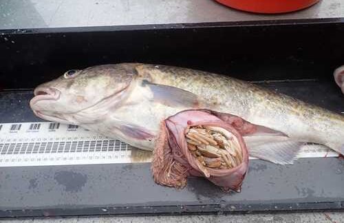 The insides of this adult Pacific cod’s stomach show that it ate at least two crabs. Crabs are a common prey item for Pacific cod. Credit: NOAA Fisheries/Erin Fedewa Cod vs. Crab: It’s Not Just Cod Abundance—Size Influences Predation on Crab