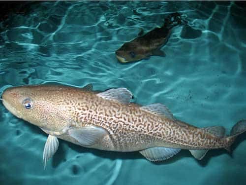 Young Fish Provide Clues to Future Pacific Cod Stock Size Alaska