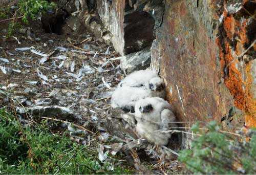 Eyewitness to the Peregrine Falcon’s Recovery