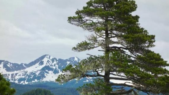 Pine grove near Yakutat is farthest north