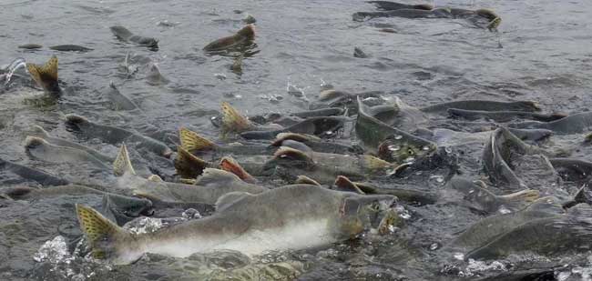 Southeast Alaska Pink Salmon Forecast Low