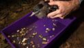 Pioneering new study reveals the deadly impacts of plastic pollution on wildlife populations for the first time