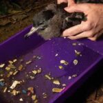 A living sable shearwater is held over a plastic tray filled with regurgitated plastic pieces. Its stomach has just been washed out with water to dislodge the plastic. © Justin Gilligan/ The Trustees of the Natural History Museum, London