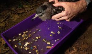 A living sable shearwater is held over a plastic tray filled with regurgitated plastic pieces. Its stomach has just been washed out with water to dislodge the plastic. © Justin Gilligan/ The Trustees of the Natural History Museum, London

