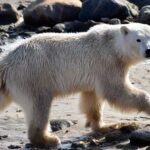 Photo credit: Dr. Katie Florko.