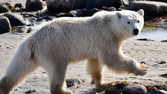 Seals risk death by polar bear for a varied meal, UBC study finds