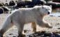 Seals risk death by polar bear for a varied meal, UBC study finds