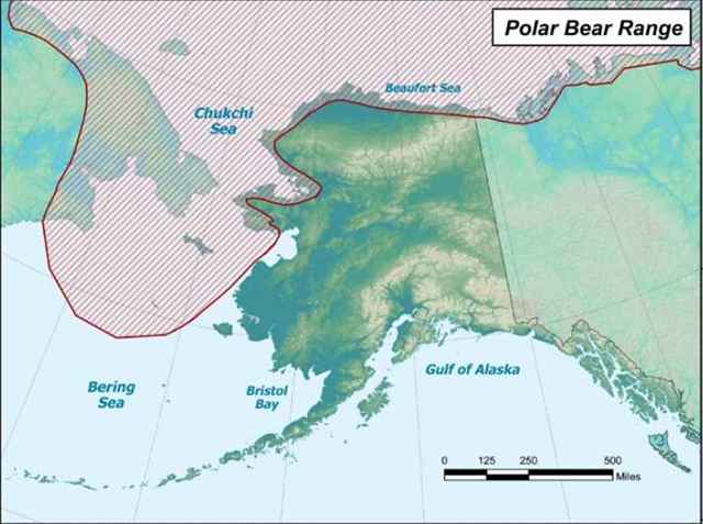 The range of polar bears on land and sea ice around Alaska. Alaska Department of Fish and Game graphic