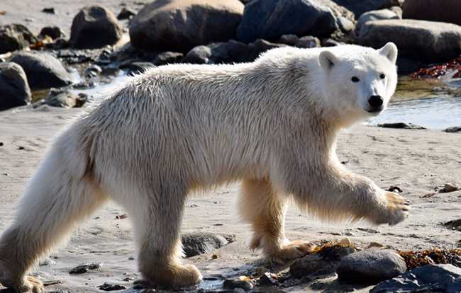 Photo credit: Dr. Katie Florko.