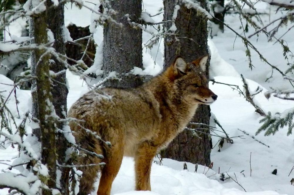 Coyotes are Everywhere, even in Alaska