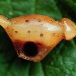 Photo: Carved ivory puffin, Settlement Point site, Afognak Island. Afognak Native Corporation collection.