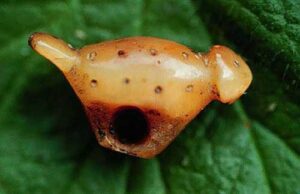 Photo: Carved ivory puffin, Settlement Point site, Afognak Island. Afognak Native Corporation collection.