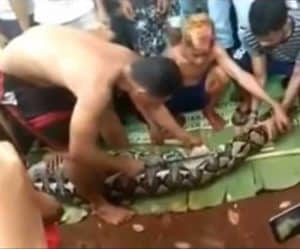 Villagers in Indonesia open up a 23-foot Python to retrieve the remains of a woman eaten while tending her garden. Image-Youtube