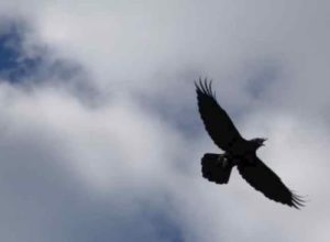 Raven in flight. Image-Ned Rozell