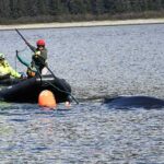 The NOAA Fisheries response team uses poles with specialized knives to cut entangling lines. Credit: Alaska Department of Fish and Game/Jamie Musbach (NOAA Fisheries Permit # 24359)