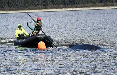 Humpback Whale Successfully Freed from Entanglement in Endicott Arm