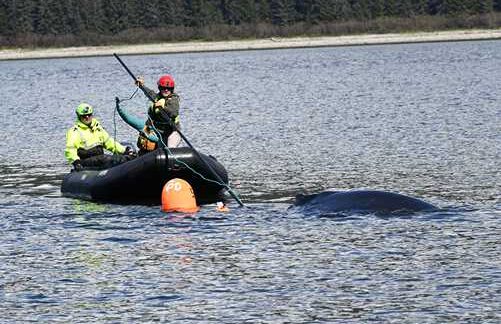 Humpback Whale Successfully Freed from Entanglement in Endicott Arm