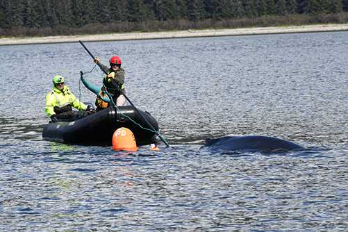 Humpback Whale Successfully Freed from Entanglement in Endicott Arm