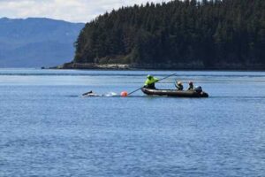 The NOAA Fisheries response team uses poles with specialized knives to cut entangling lines. Credit: Alaska Department of Fish and Game/Jamie Musbach (NOAA Fisheries Permit # 24359)
