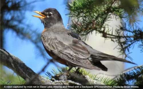 American Robins not Heading North Quite Yet