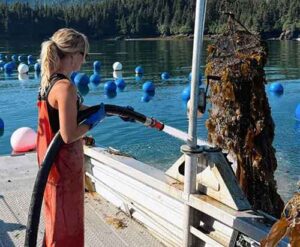Roxy Reynolds hoses down oyster nets at Moss Island Oyster Farm. Photo by Sean Crosby.
