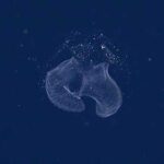 Photo from ROV SuBastian/Schmidt Ocean Institute A larvacean drifts in the midwater in this image recorded by the remotely operated vehicle SuBastian. The transparent tunicate (similar to sea-squirts and salps) is new to science.