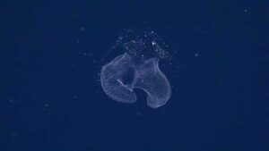Photo from ROV SuBastian/Schmidt Ocean Institute
A larvacean drifts in the midwater in this image recorded by the remotely operated vehicle SuBastian. The transparent tunicate (similar to sea-squirts and salps) is new to science.