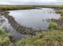 Scientists, others to discuss impact of beaver movement into Arctic