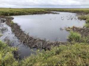 A recently created beaver dam creats a pond on the Baldwin Peninnsula near Kotzebue. A Beaver lodge sits on the pond edge to the right. Image-Ken Tape.