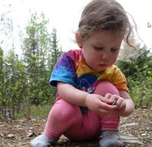 Photo by Ned Rozell
Violet Bulger, 2, collects rocks as she accompanies her mother on a science exploration on the UAF campus May 22, 2024.