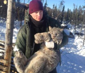 Photo courtesy of Derek Arnold Derek Arnold carries a male lynx weighing around 24 pounds. It was captured in a log box trap near Stuver Cabin on the Tetlin National Wildlife Refuge in 2017. The lynx, in excellent condition during a population peak, was anesthetized and collared. After its release, the lynx dispersed eastward toward southern Yukon Territory. The log box trap used for its capture is visible in the background.